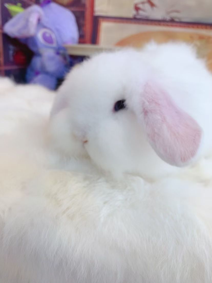 宠物兔